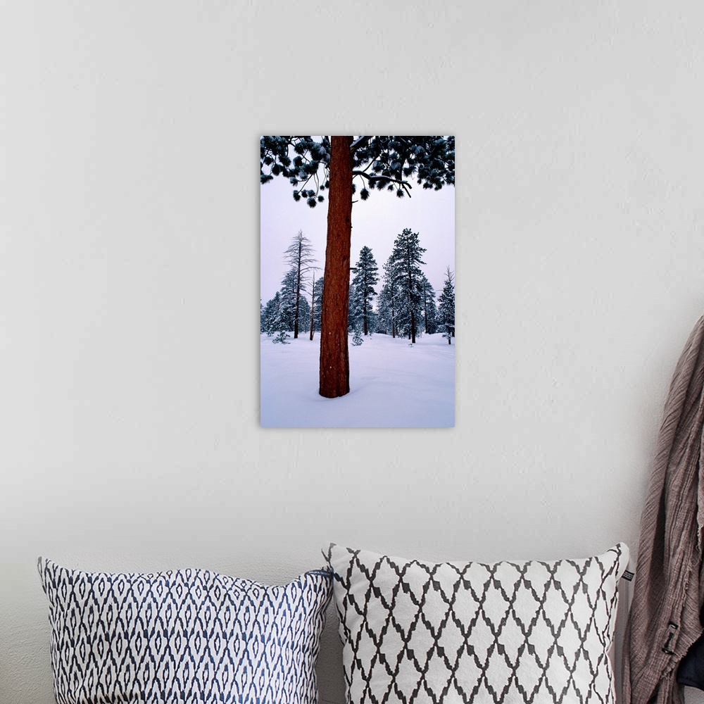 A bohemian room featuring View of a ponderosa pine surrounded by snow.