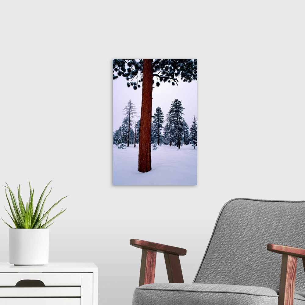 A modern room featuring View of a ponderosa pine surrounded by snow.