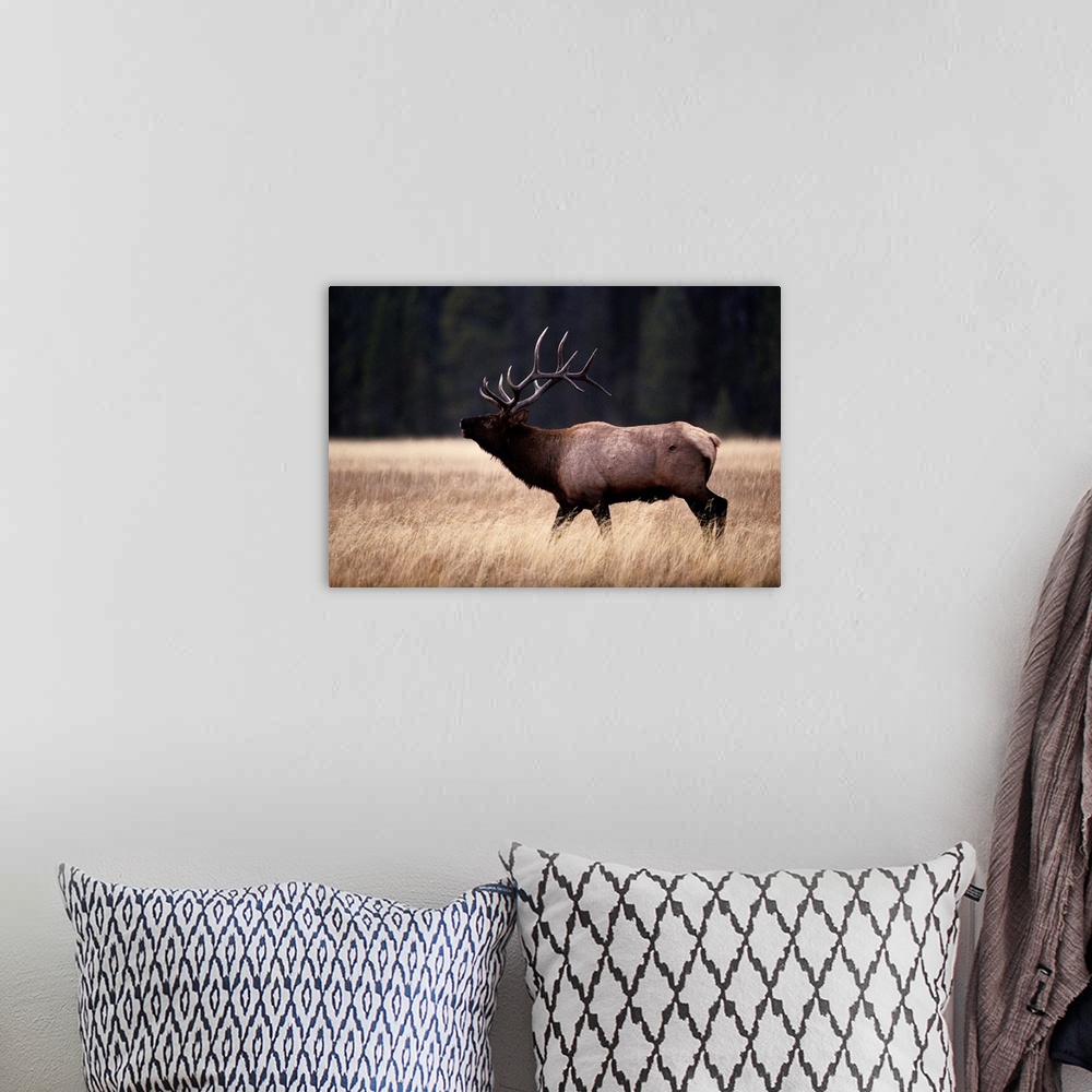 A bohemian room featuring Bull elk (Cervus elaphus).
