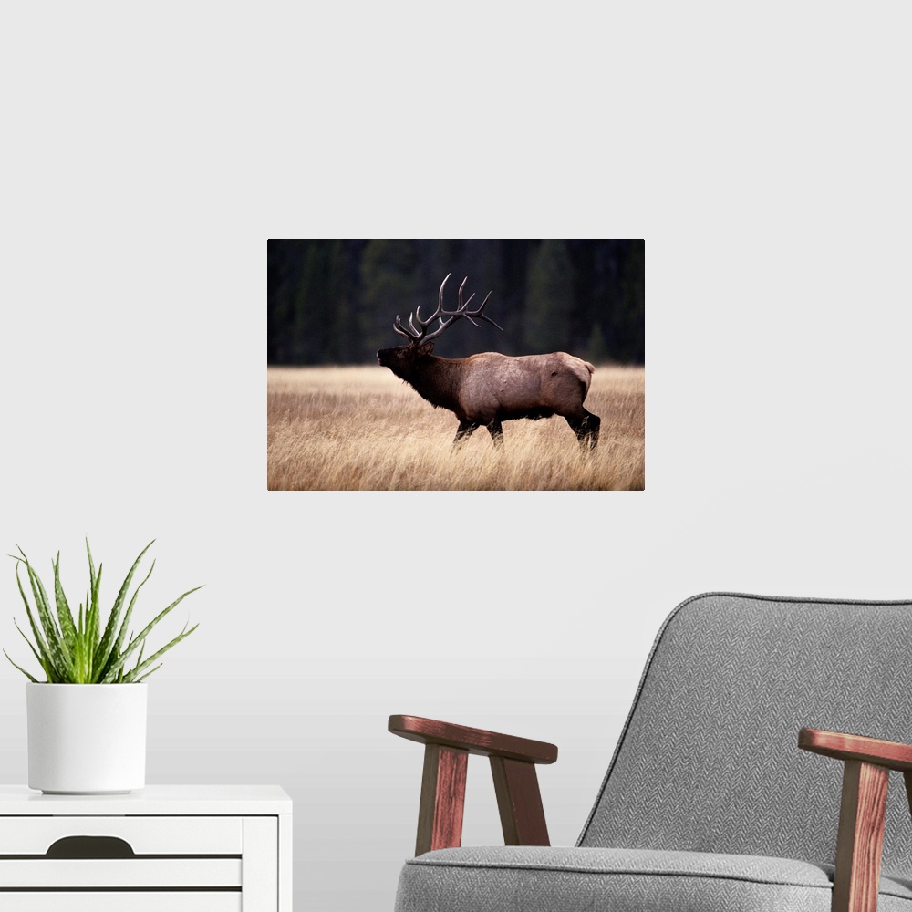 A modern room featuring Bull elk (Cervus elaphus).