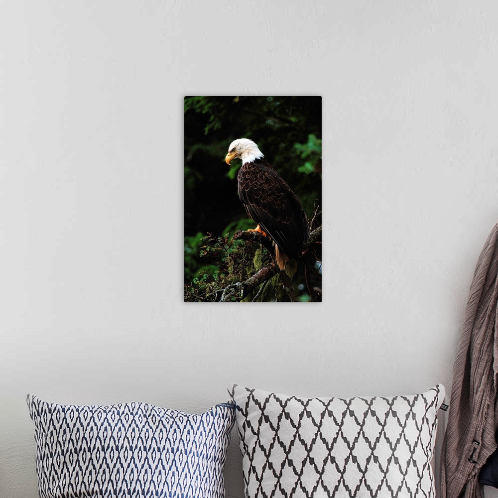 A bohemian room featuring Majestic-looking American bald eagle (HALIAEETUS LEUCOCEPHALUS) perched in tree .