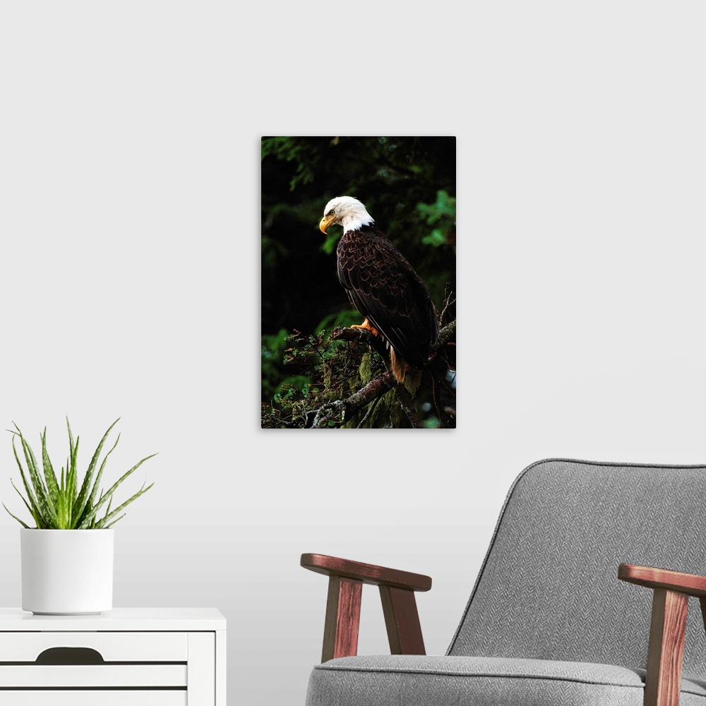 A modern room featuring Majestic-looking American bald eagle (HALIAEETUS LEUCOCEPHALUS) perched in tree .