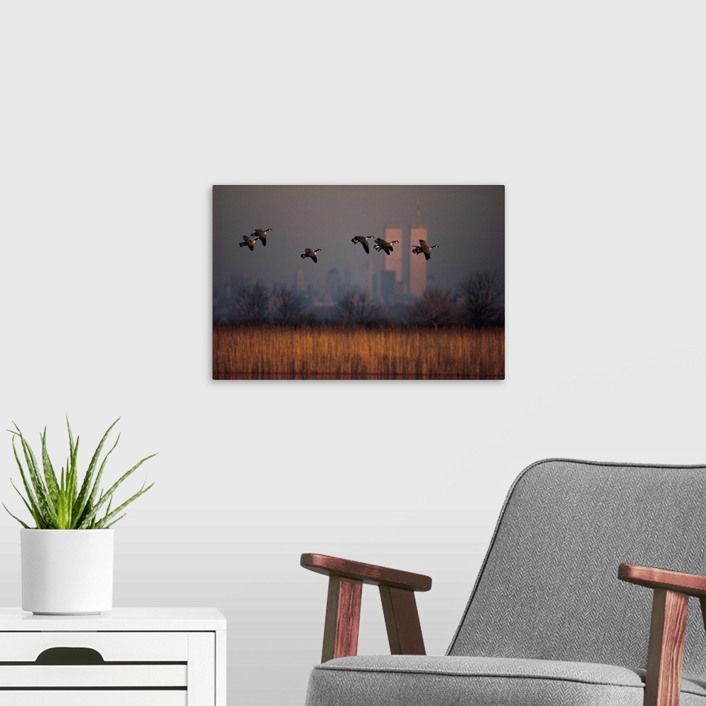 A modern room featuring Canada geese, Branta canadensis, head toward Long island to feed.