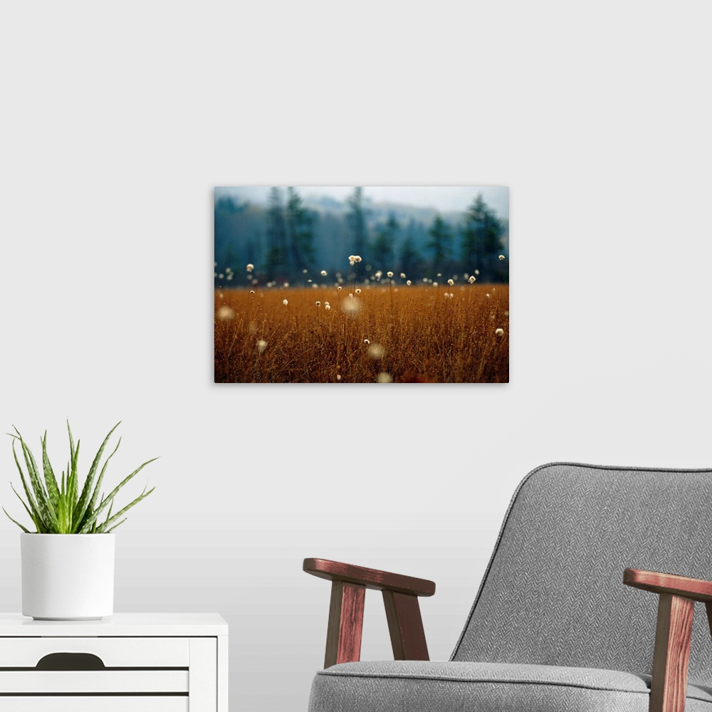 A modern room featuring Cotton grass, sedges and a red spruce forest in a bog.