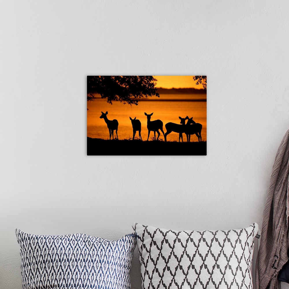 A bohemian room featuring Deer silhouetted against twilght on marsh.