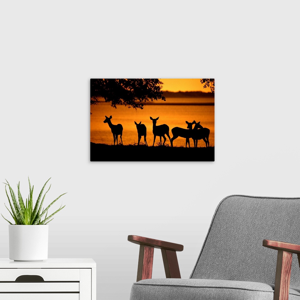 A modern room featuring Deer silhouetted against twilght on marsh.