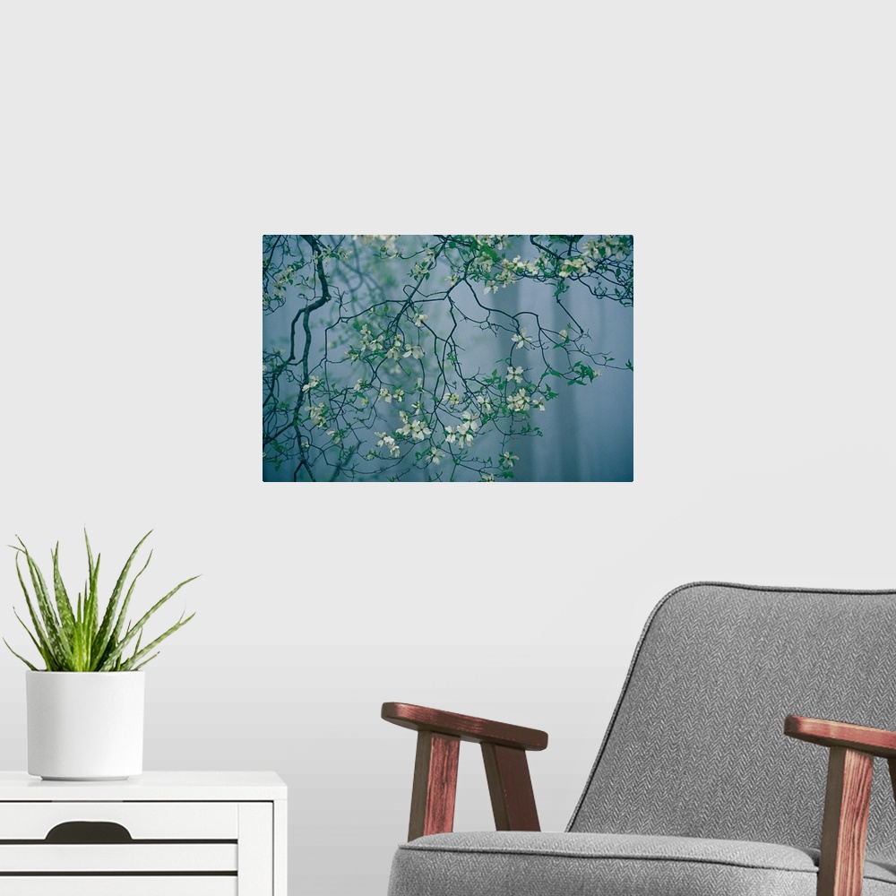 A modern room featuring Dogwood blossoms in a foggy forest.