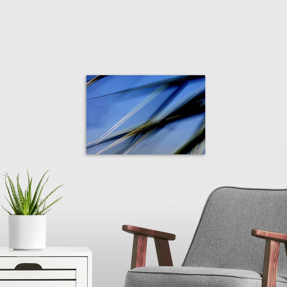 A modern room featuring Flash fill palm frond leaves dance in front of the evening sky.