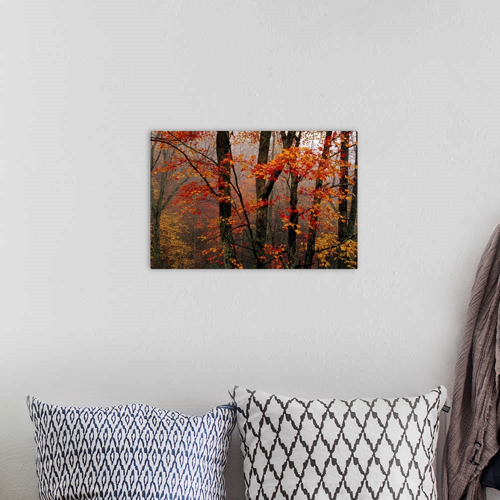 A bohemian room featuring Fog and colorful maple leaves in Appalachian forest on Paint Mt. Road.