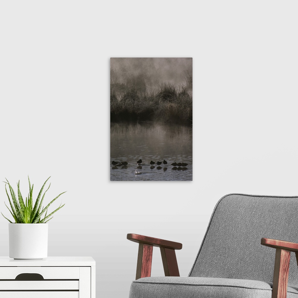 A modern room featuring Wading marsh birds in early morning fog, Grand Teton National Park.