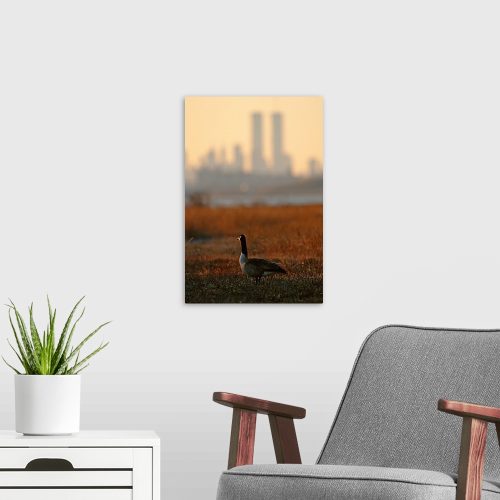 A modern room featuring Canada goose (Branta canadensis) and hazy Twin Towers skyline.