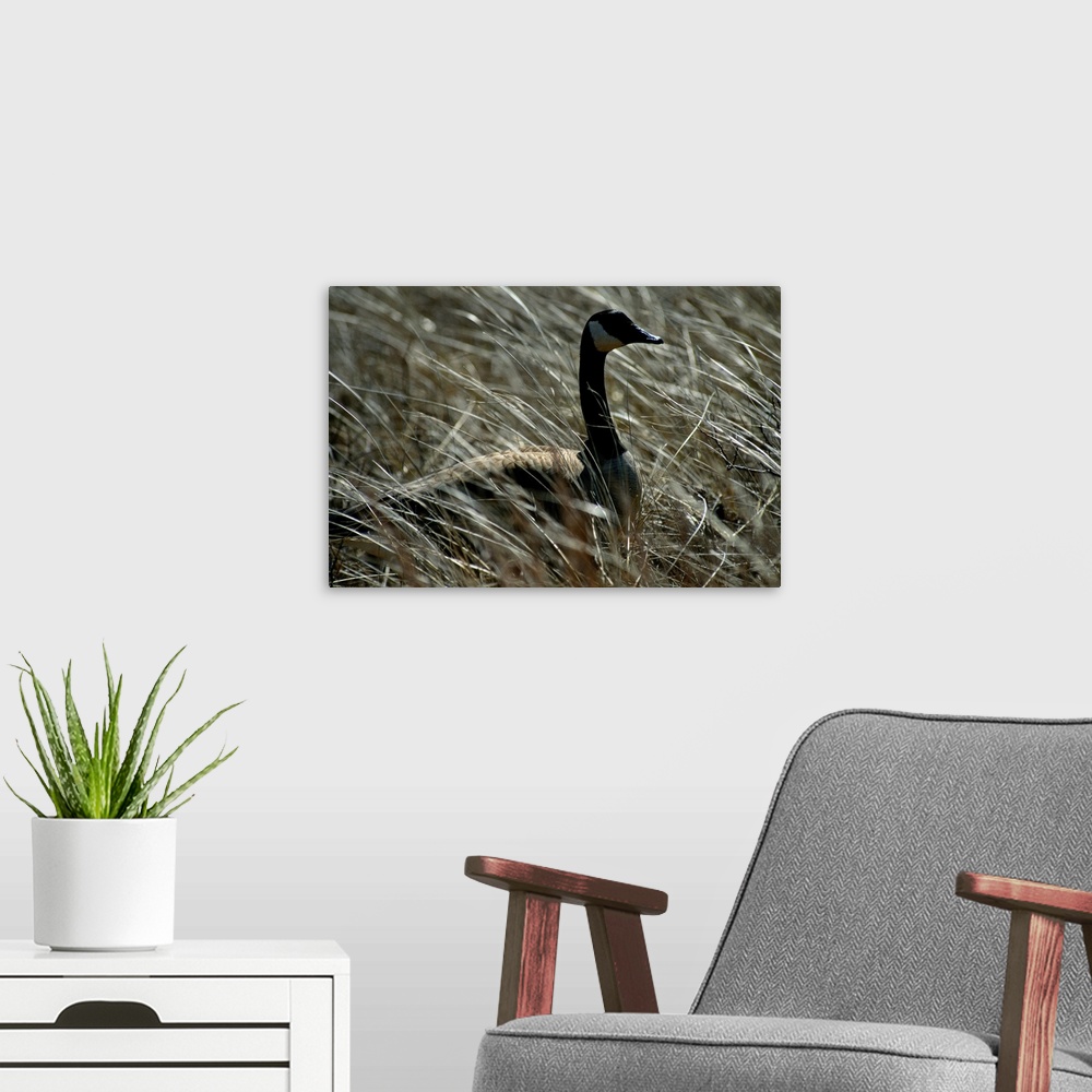 A modern room featuring Nesting Canada goose (Branta canadensis) in grasses of Jamaica Bay Wildlife Ref uge.