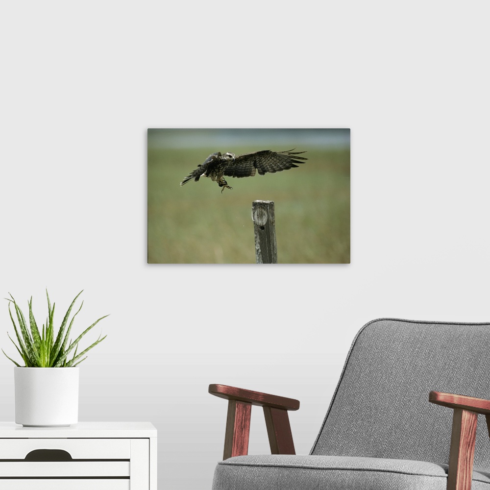 A modern room featuring A snail kite clutches an apple snail it plucked from Lake Kissimmee.