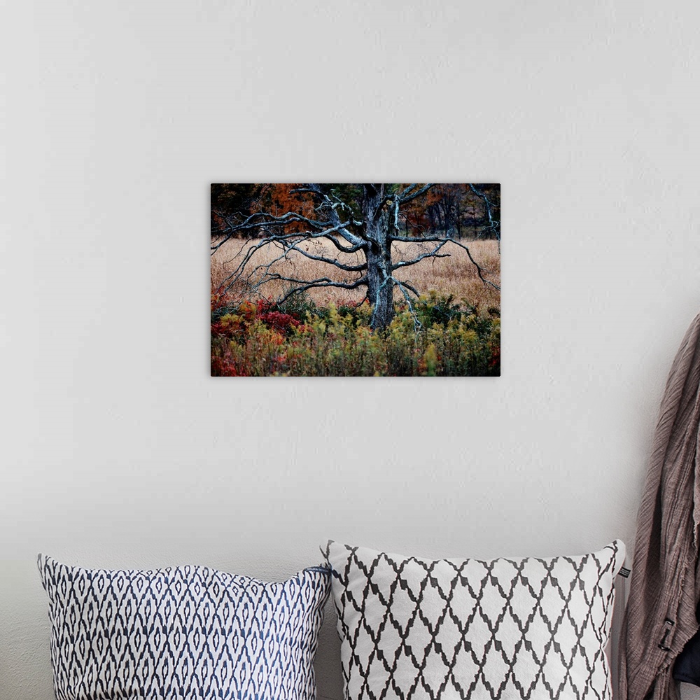 A bohemian room featuring Autumnal view of an old oak snag.