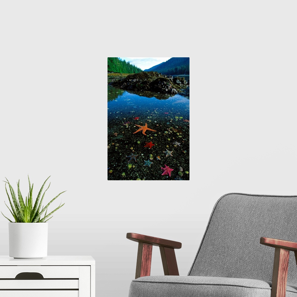 A modern room featuring National Geographic photo of a variety of marine life in shallow water on the Queen Charlotte Isl...