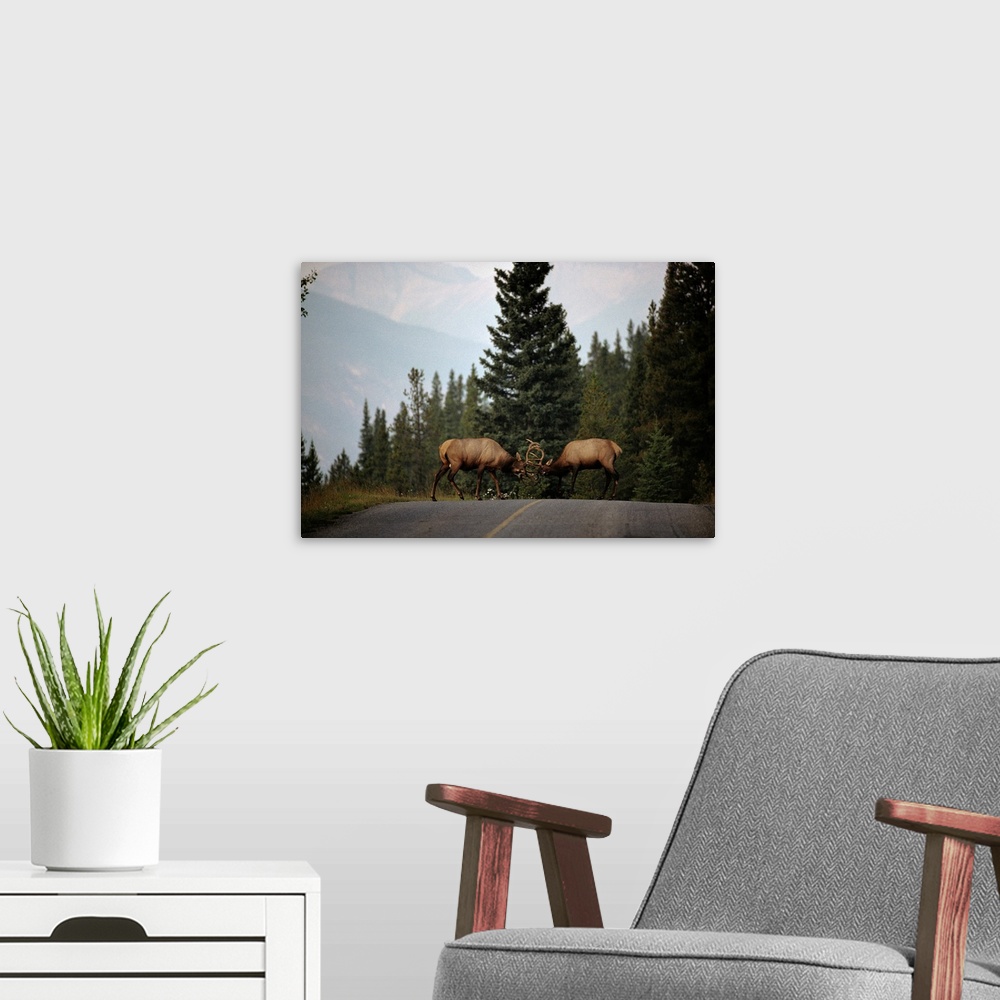 A modern room featuring Two sparring bull elk halt traffic on a park road leading to Lake Minnewanka.