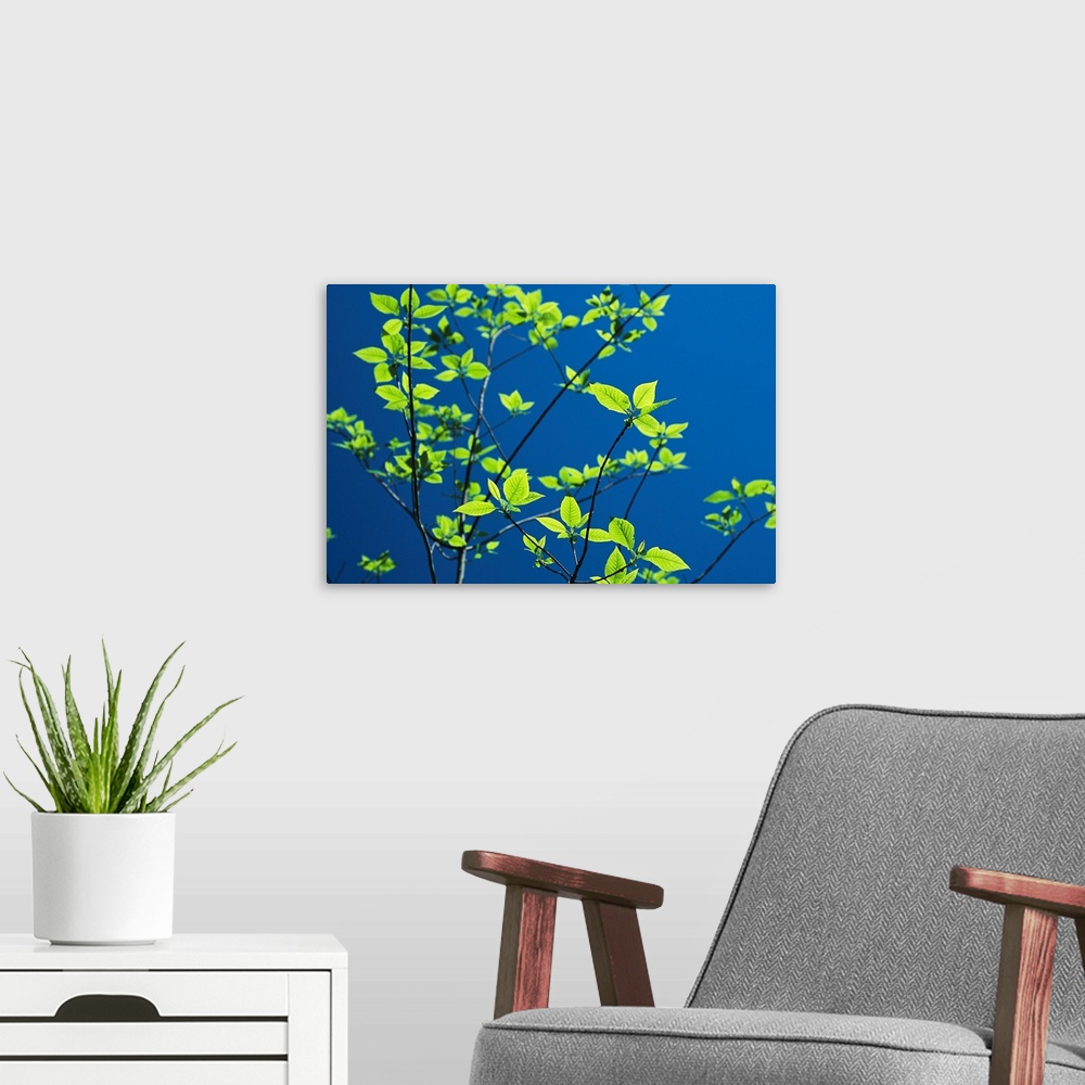 A modern room featuring New spring foliage leafing out on a tree branch.