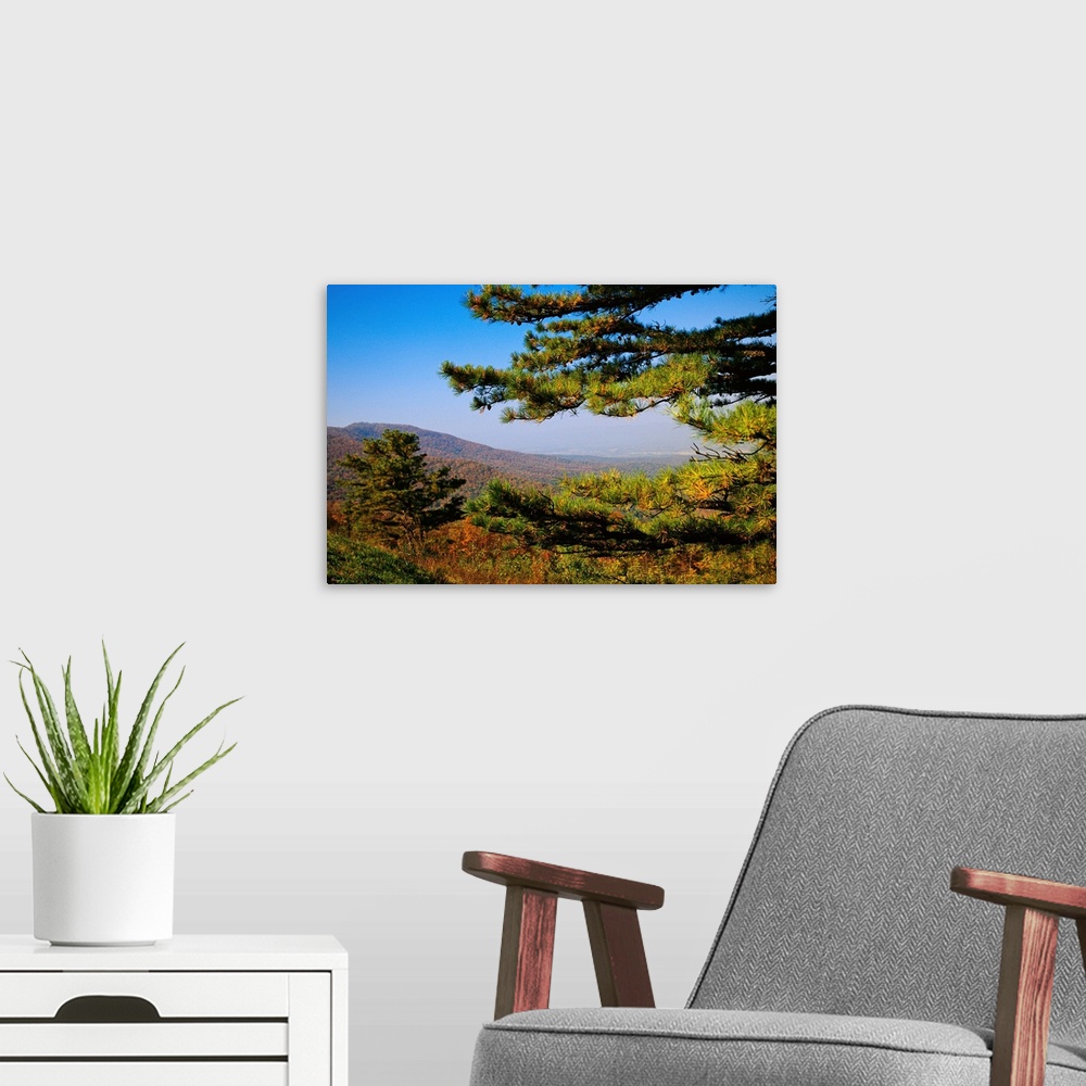 A modern room featuring Pine tree and forested ridges of the Blue Ridge Mountains.