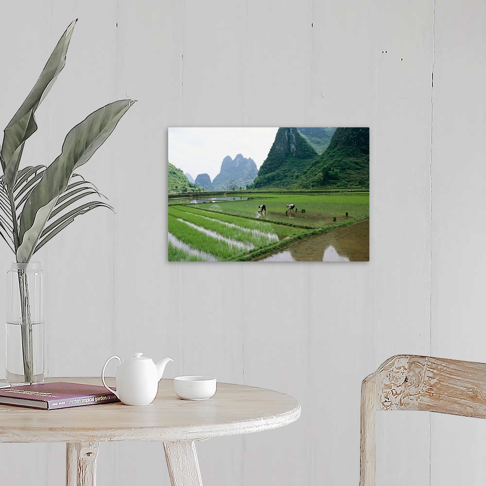 A farmhouse room featuring Planting rice with limestone karst mountains beyond near Guilin.