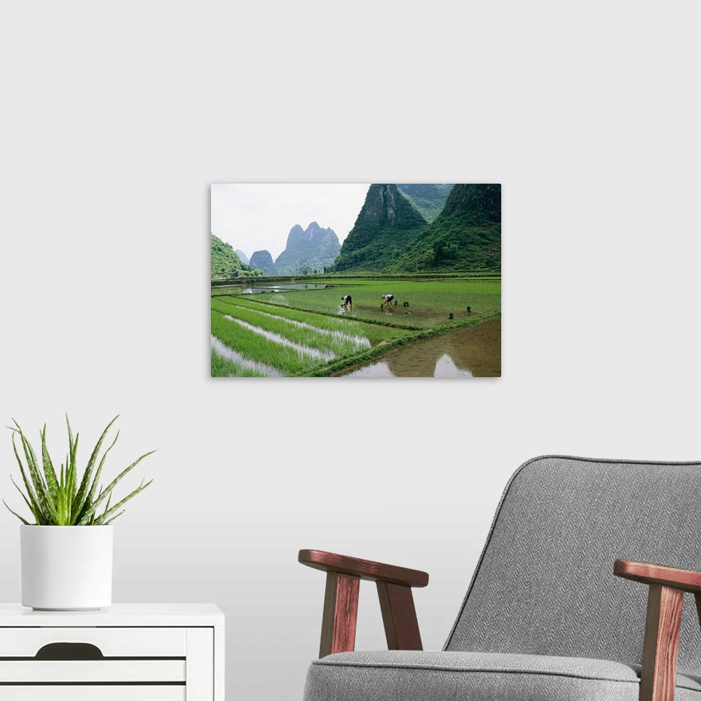 A modern room featuring Planting rice with limestone karst mountains beyond near Guilin.