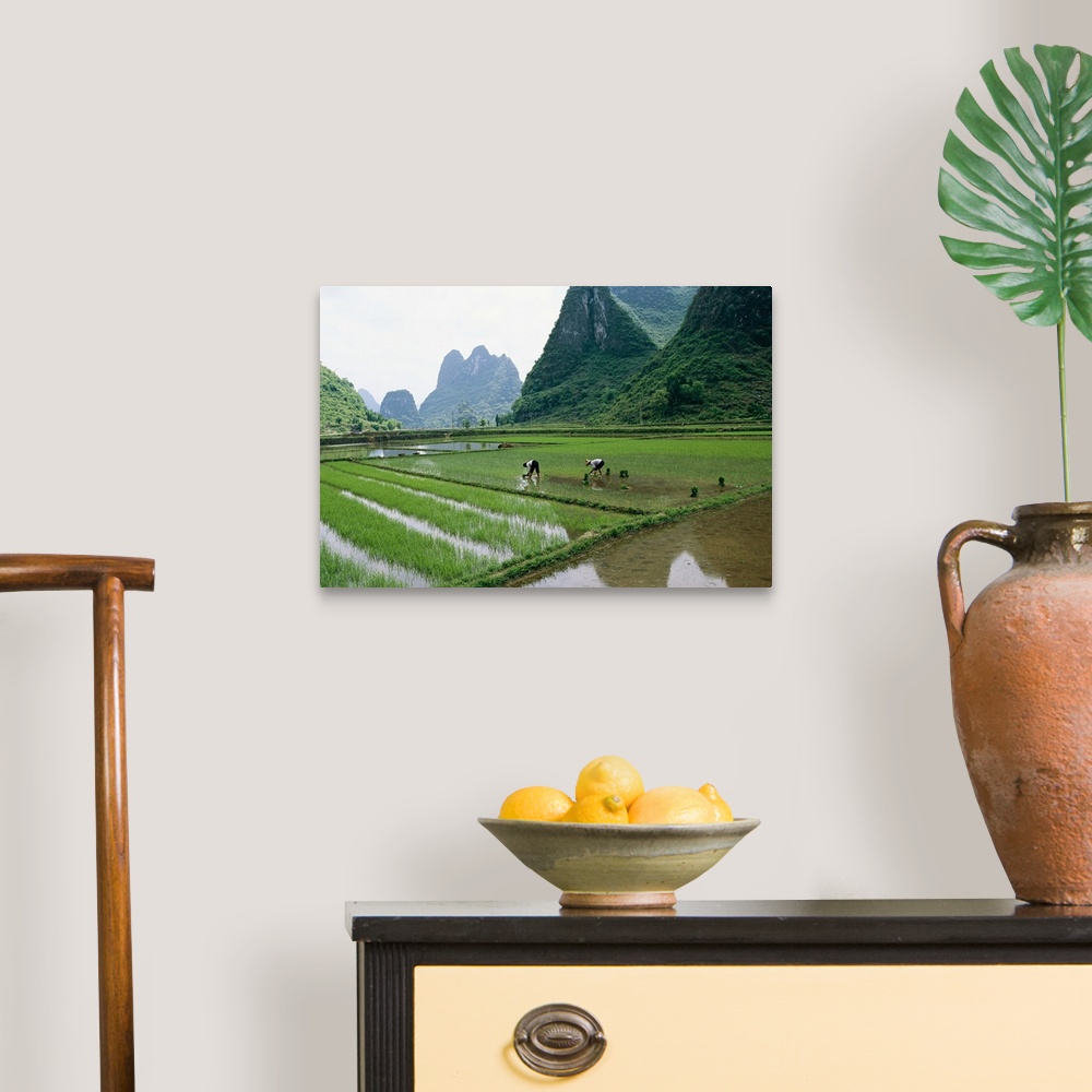 A traditional room featuring Planting rice with limestone karst mountains beyond near Guilin.