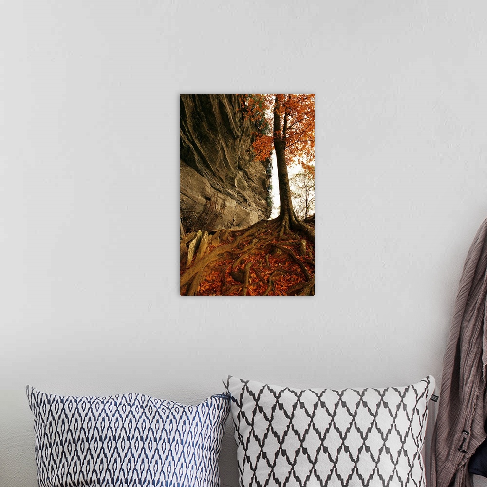 A bohemian room featuring Raven rock and autumn colored beech tree.