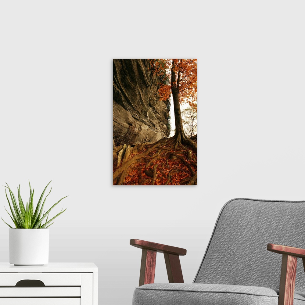 A modern room featuring Raven rock and autumn colored beech tree.