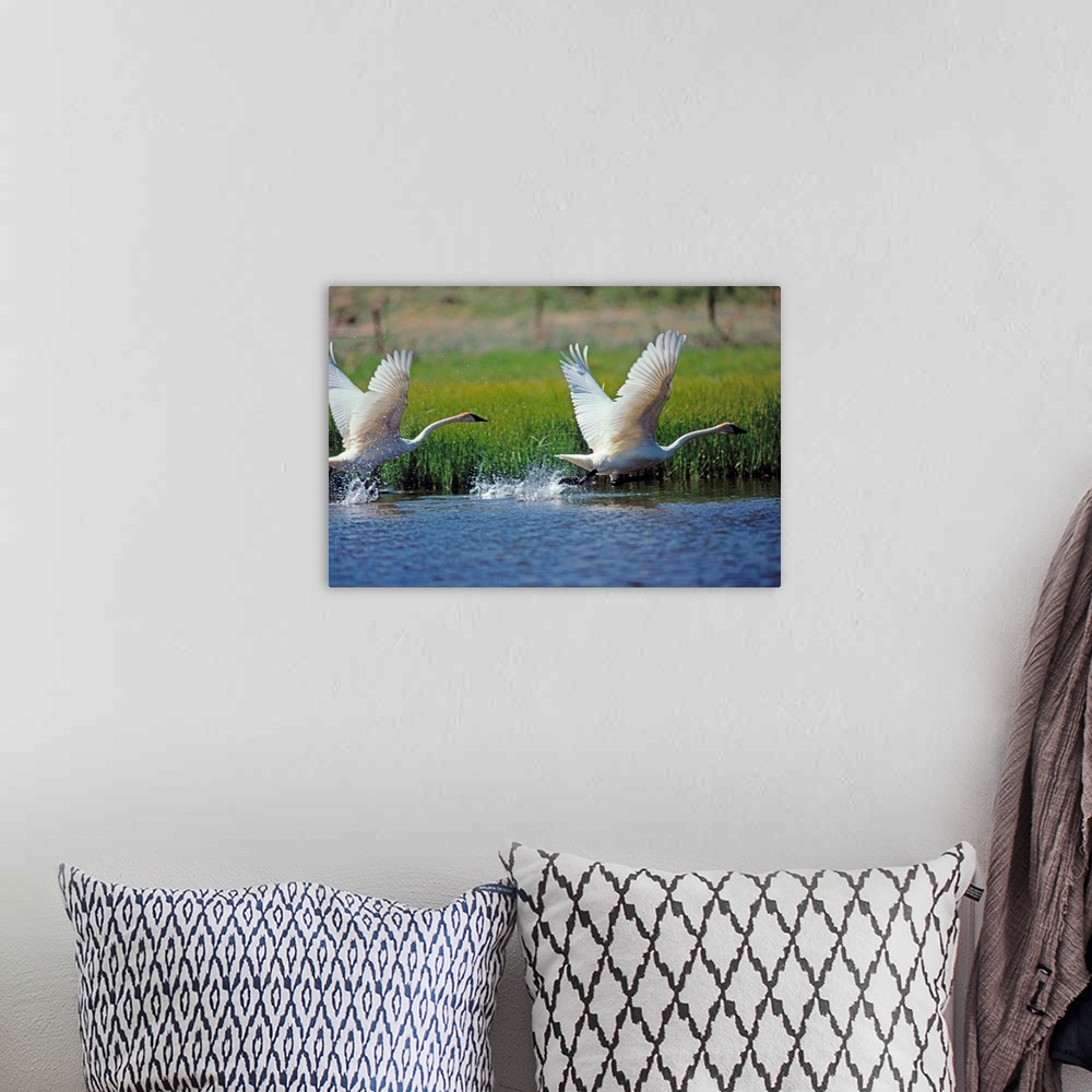 A bohemian room featuring Trumpeter swans (Cygnus buccinator), North America's largest waterfowl, lift of f from a pond in ...