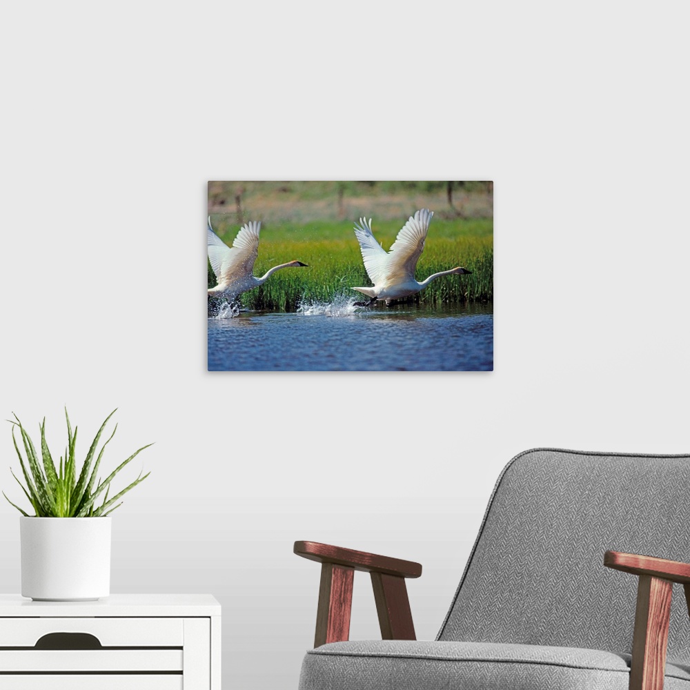 A modern room featuring Trumpeter swans (Cygnus buccinator), North America's largest waterfowl, lift of f from a pond in ...