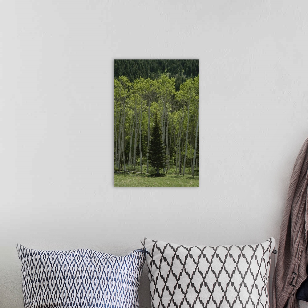 A bohemian room featuring Lone evergreen amongst aspen trees with spring foliage.