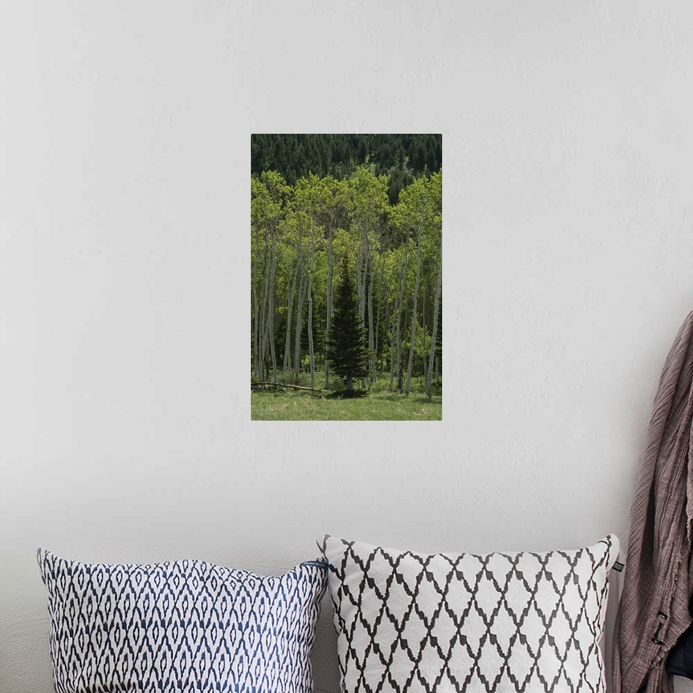 A bohemian room featuring Lone evergreen amongst aspen trees with spring foliage.