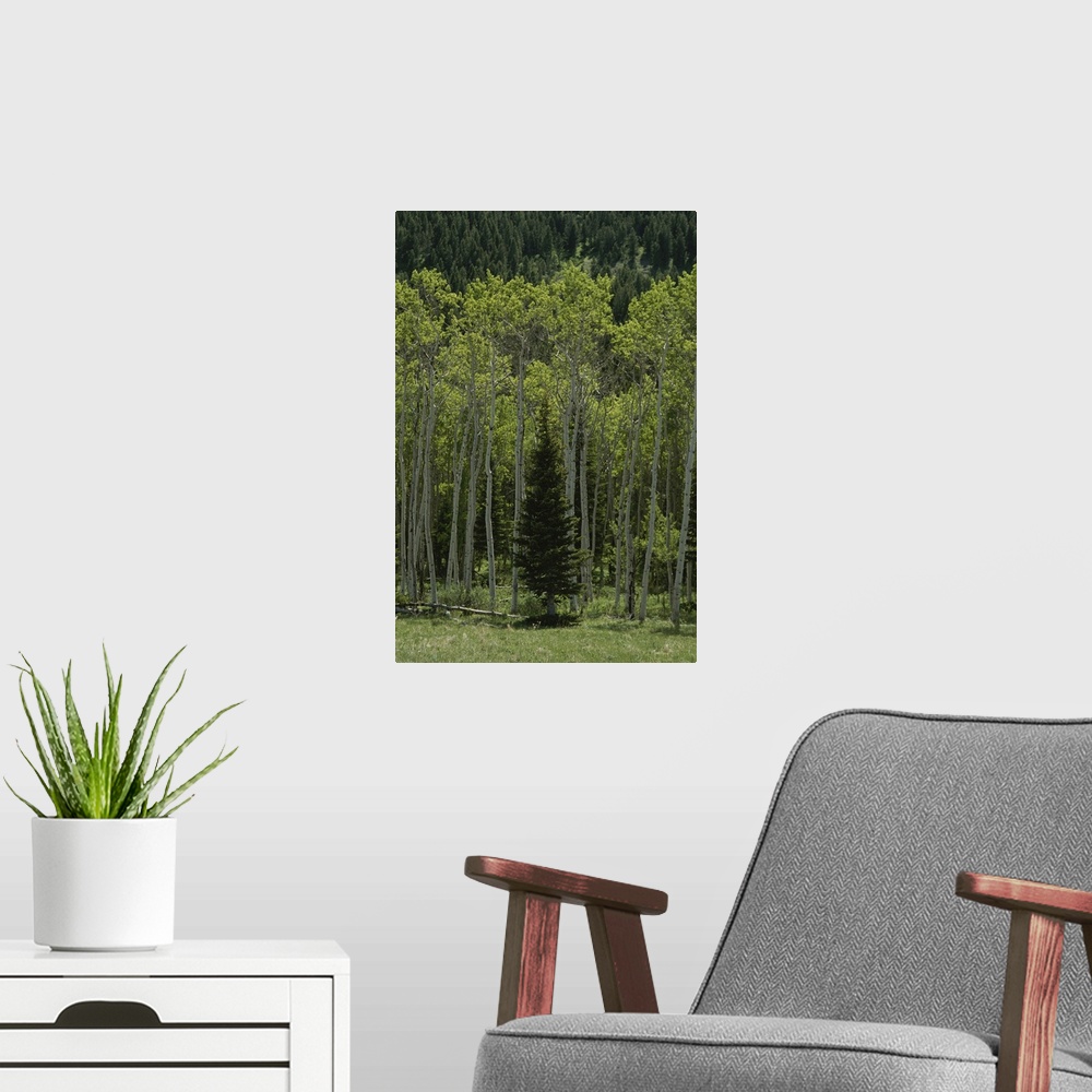 A modern room featuring Lone evergreen amongst aspen trees with spring foliage.