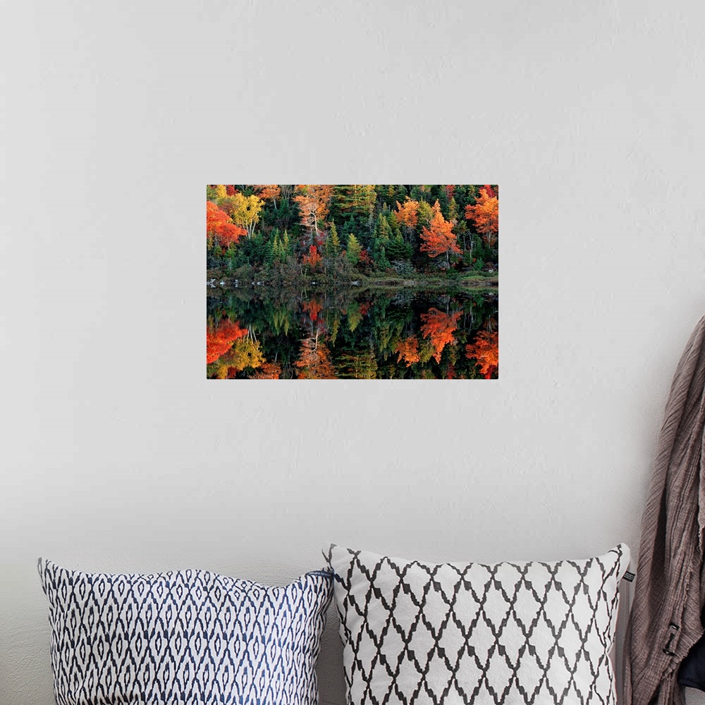 A bohemian room featuring From the National Geographic collection deciduous and coniferous trees reflected in a still lake ...
