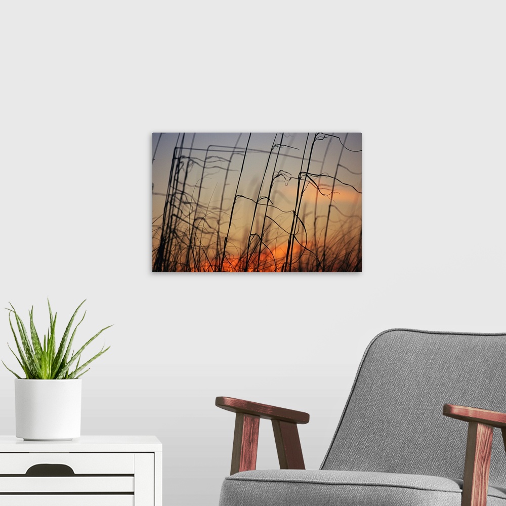 A modern room featuring Tall grasses blowing in the wind at twilight.