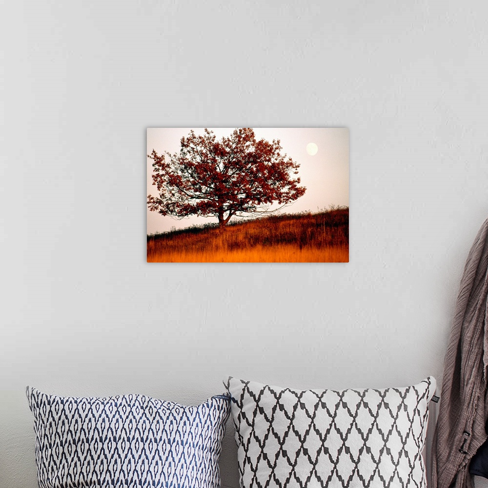 A bohemian room featuring Tree in autumn foliage on a grassy hillside with moon rising over all.