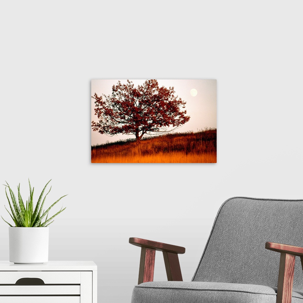 A modern room featuring Tree in autumn foliage on a grassy hillside with moon rising over all.