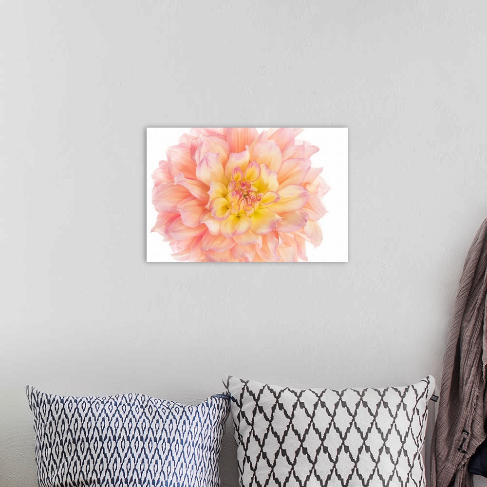 A bohemian room featuring Photograph of a coral and yellow dahlia bloom on a white background.