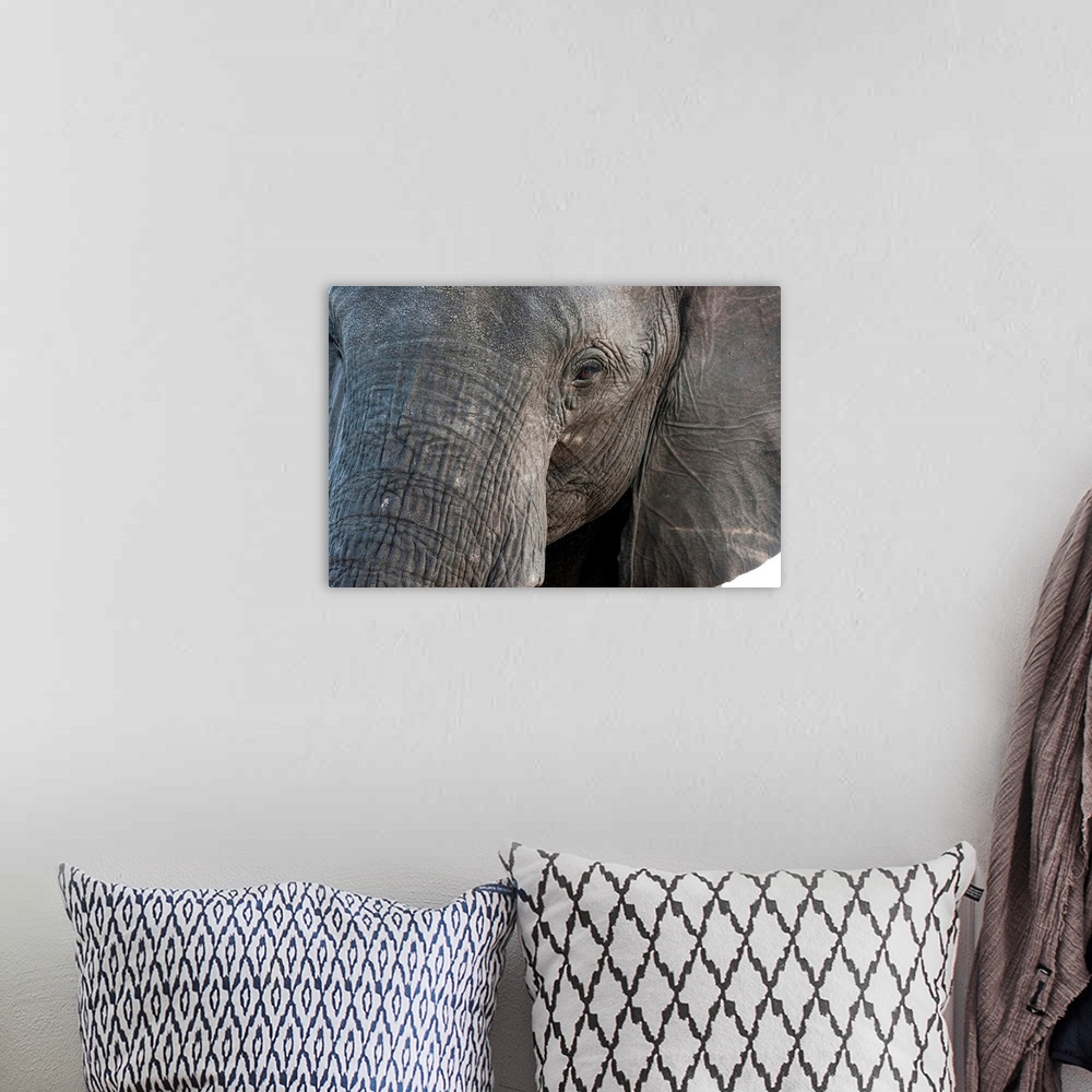 A bohemian room featuring A close-up portrait on an African elephant (Loxodonta africana), Chobe National Park, Botswana, A...