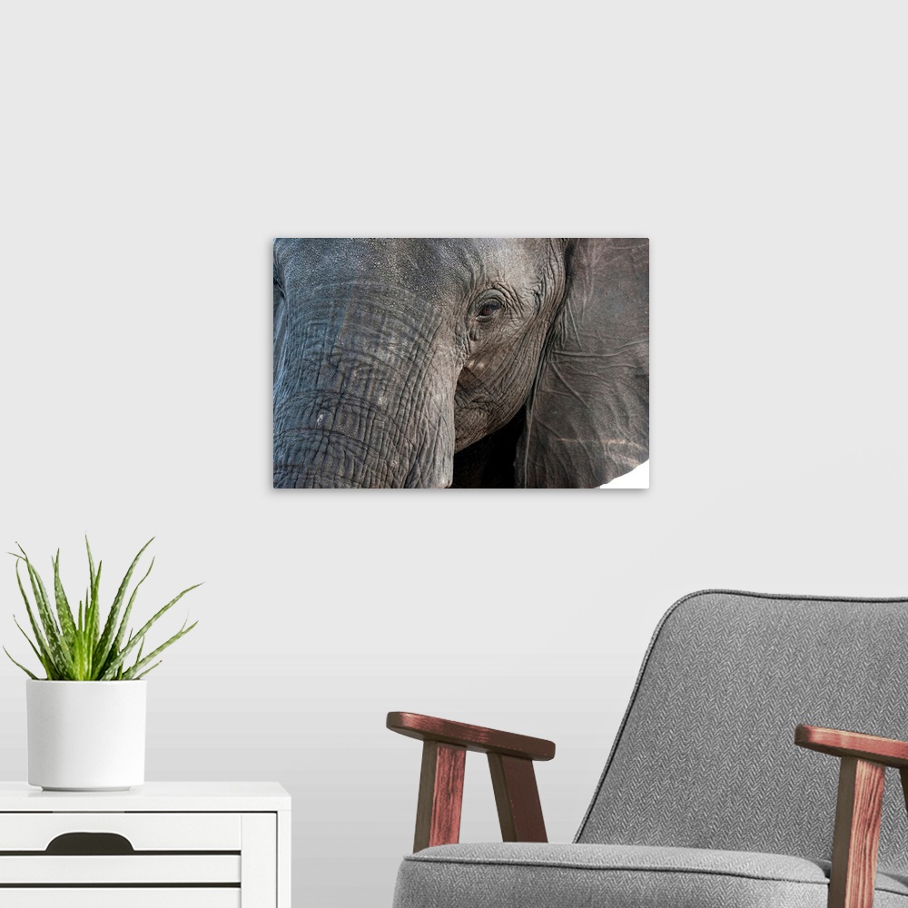 A modern room featuring A close-up portrait on an African elephant (Loxodonta africana), Chobe National Park, Botswana, A...