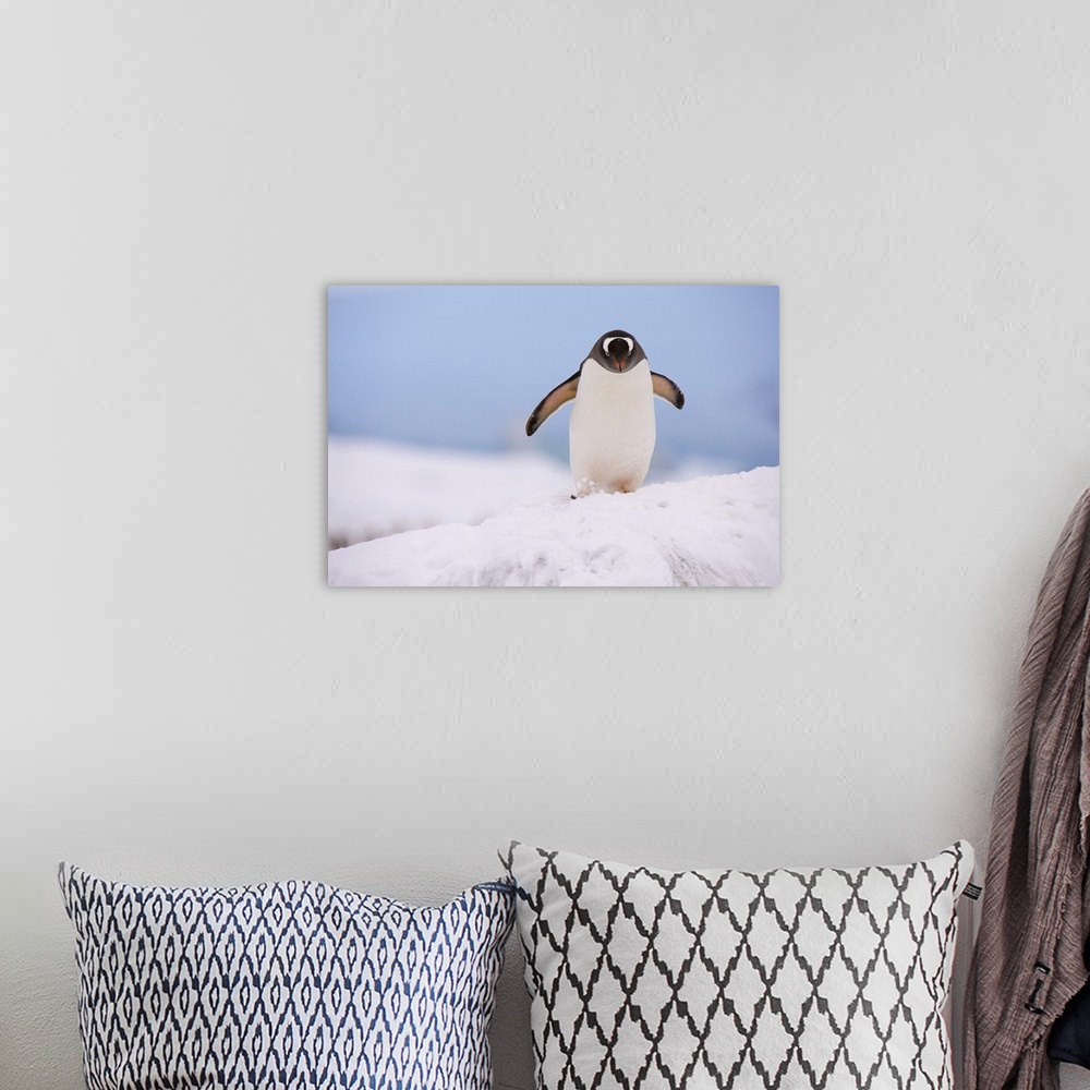 A bohemian room featuring A gentoo penguin, Petermann Island, Antarctica