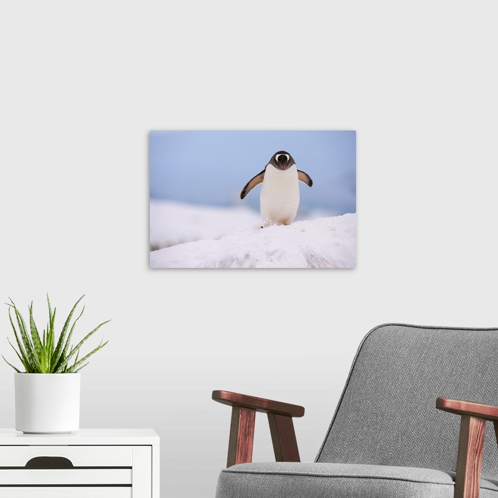 A modern room featuring A gentoo penguin, Petermann Island, Antarctica