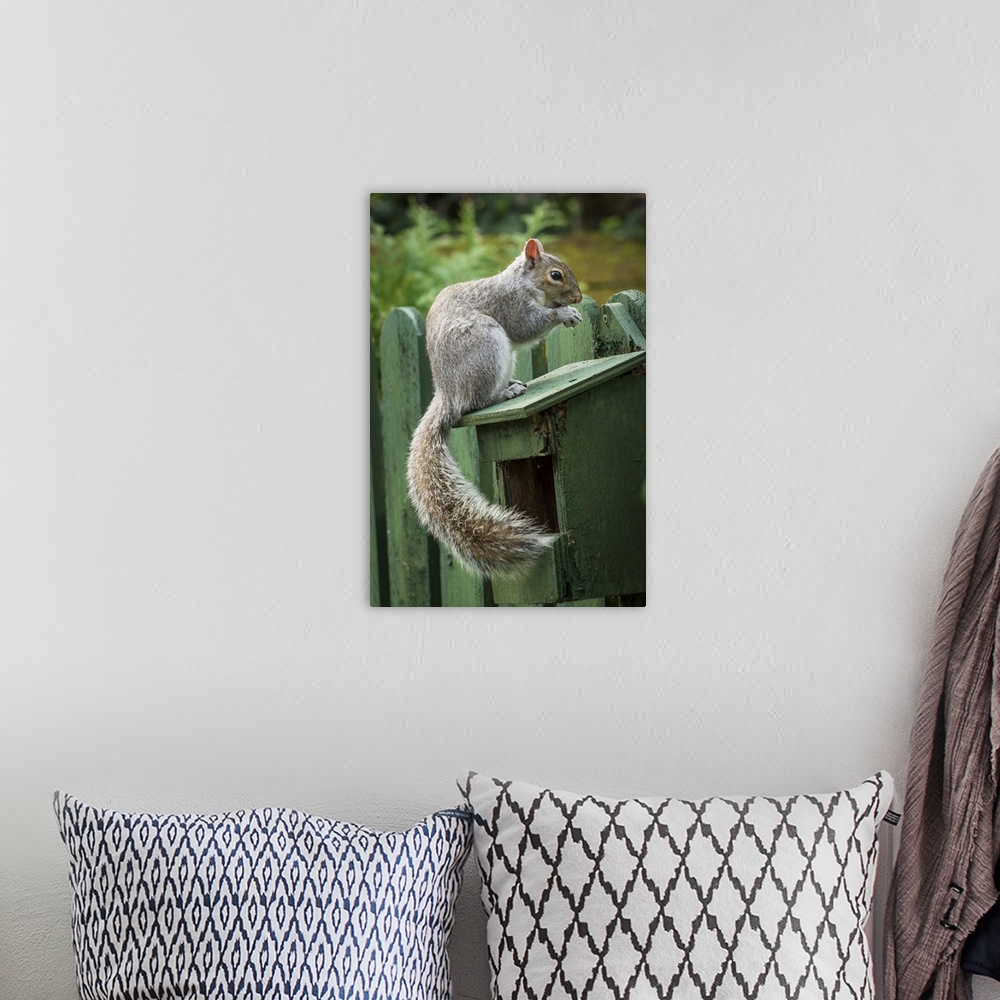 A bohemian room featuring A Grey Squirrel photographed at a garden bird feeder in York, North Yorkshire, England, United Ki...