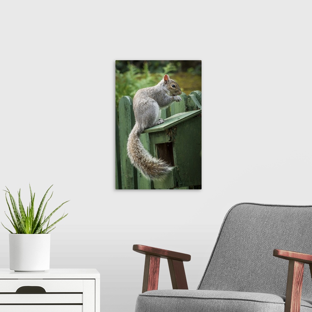 A modern room featuring A Grey Squirrel photographed at a garden bird feeder in York, North Yorkshire, England, United Ki...