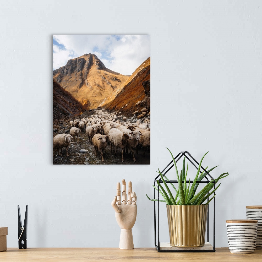A bohemian room featuring A herd of sheep going through Truso Valley, Kazbegi, Georgia (Sakartvelo), Central Asia, Asia