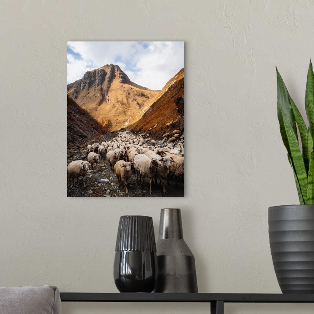 A modern room featuring A herd of sheep going through Truso Valley, Kazbegi, Georgia (Sakartvelo), Central Asia, Asia
