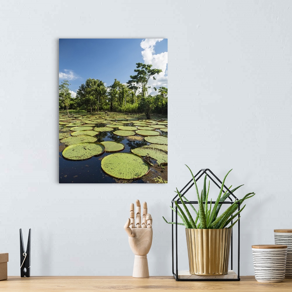 A bohemian room featuring A large group of Victoria water lily (Victoria amazonica), on the Yarapa River, Nauta, Peru, Sout...