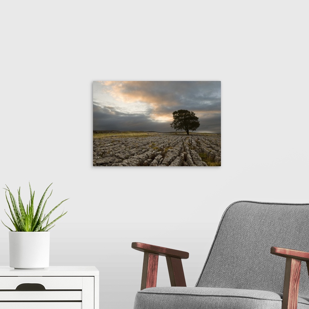 A modern room featuring A lone hawthorn tree on limestone pavement outside Malham, Yorkshire, England