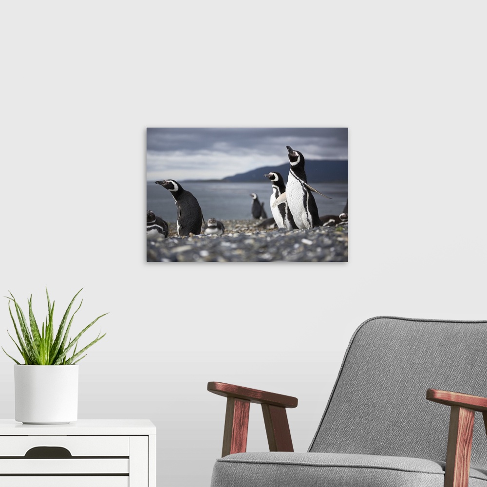 A modern room featuring A Magellanic penguin shaking water off its feathers after a swim, Martillo Island, Argentina, Sou...