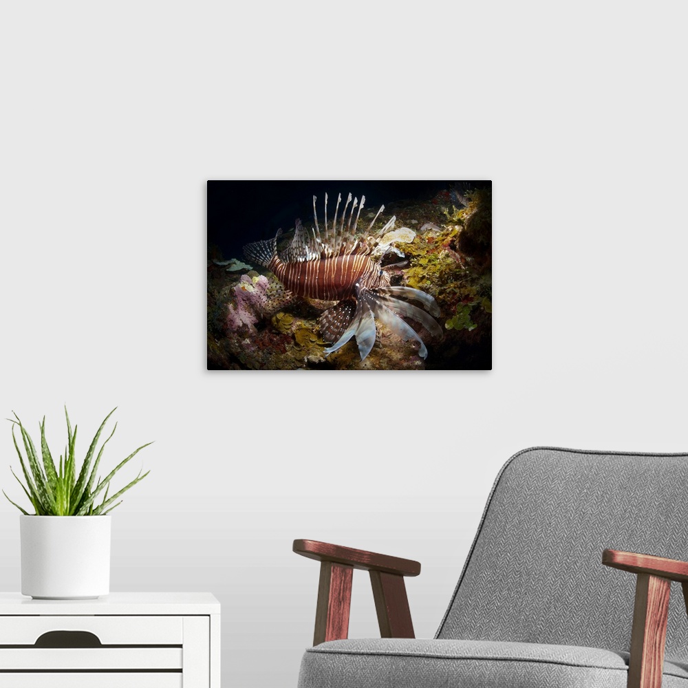 A modern room featuring Low light image of a red lionfish (Pterois volitans), diving in Roatan, Bay Islands (Islas de la ...