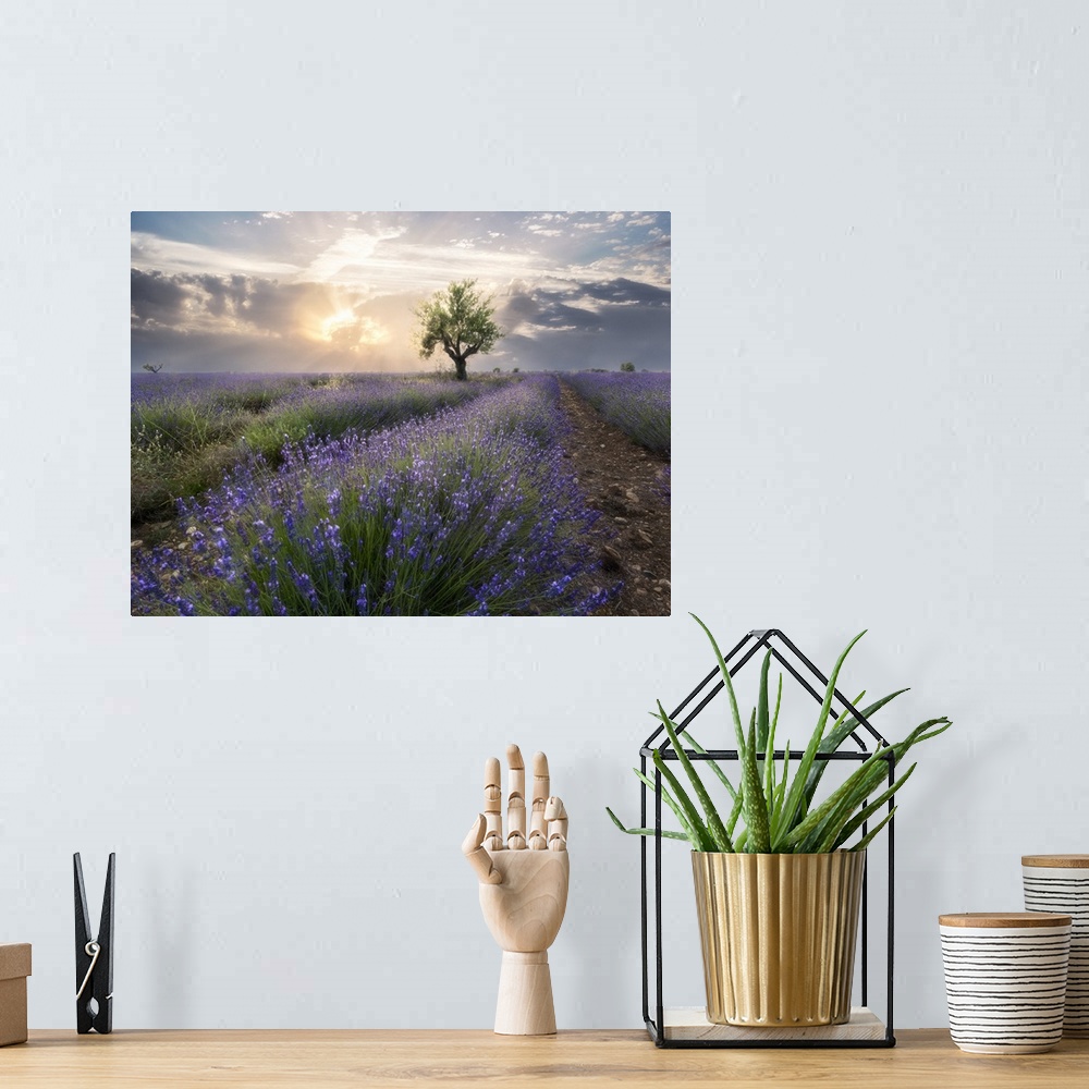 A bohemian room featuring A small tree at the end of a lavender line in a field at sunset with clouds in the sky, Plateau d...